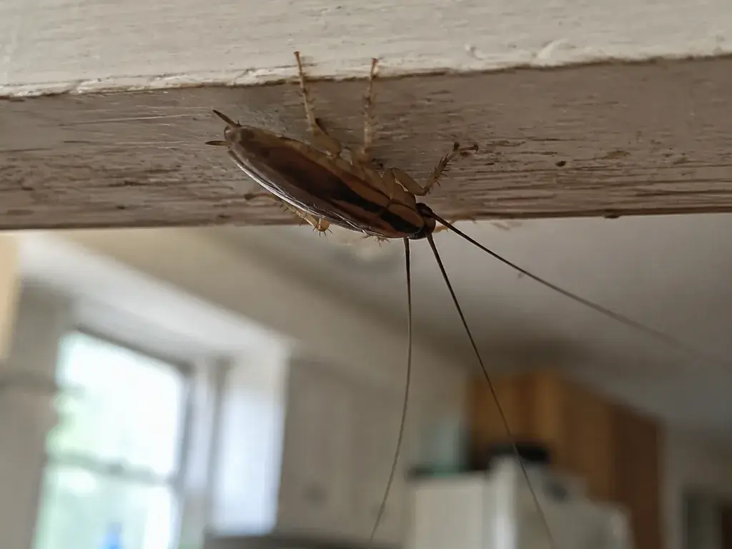 A cockroach on the underside of a kitchen cabinet door